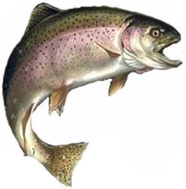 Australian RainBow Trout